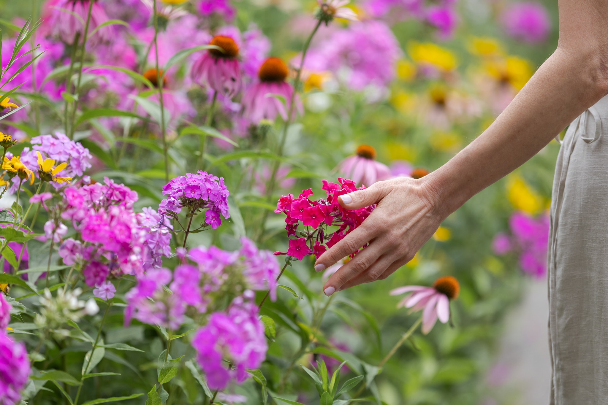 A hand gently touching vibrant pink and magenta blooms in a summer garden