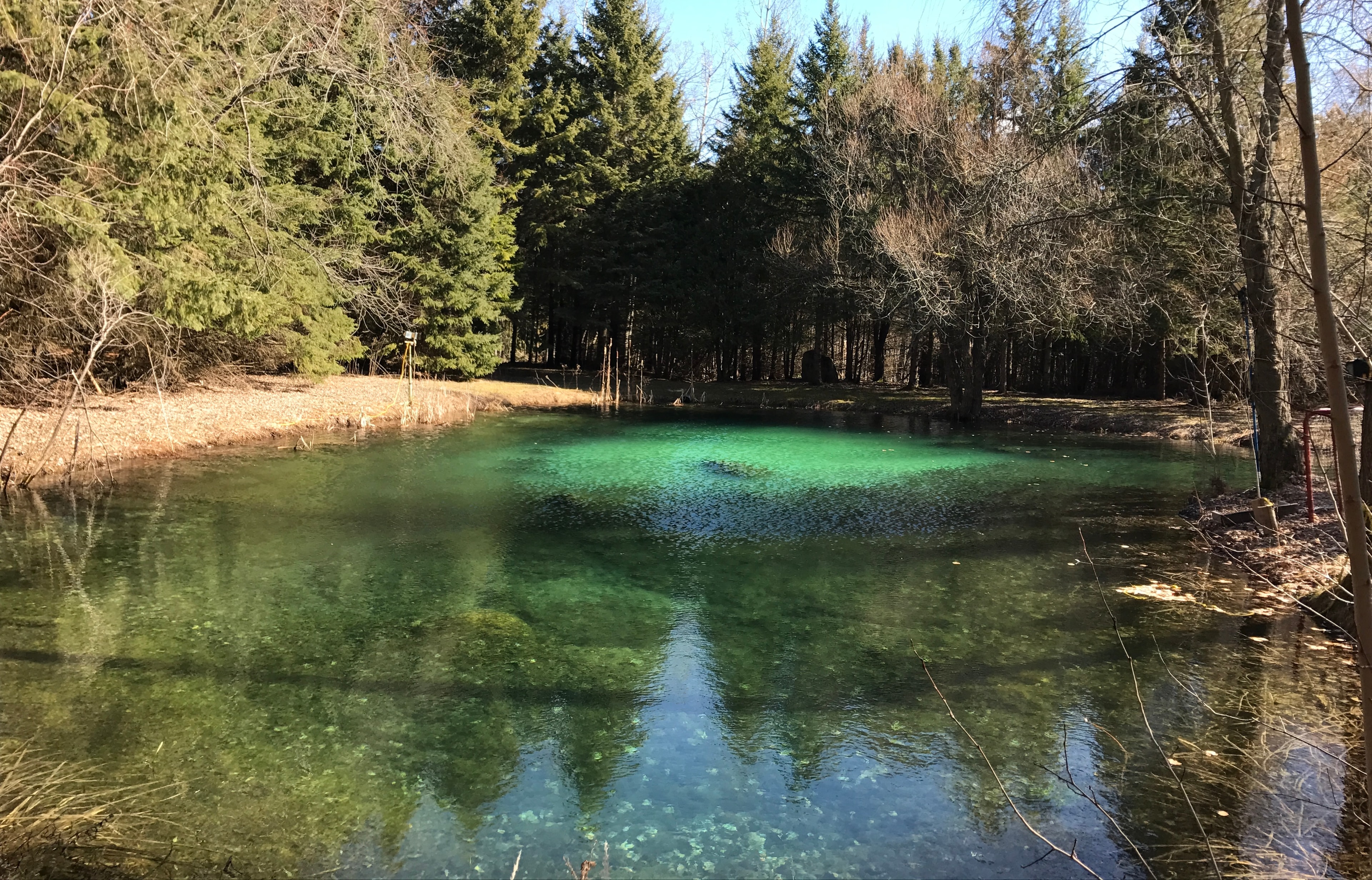 Crystal-clear turquoise spring pond surrounded by forest at Dodeca Waterside Sanctuary