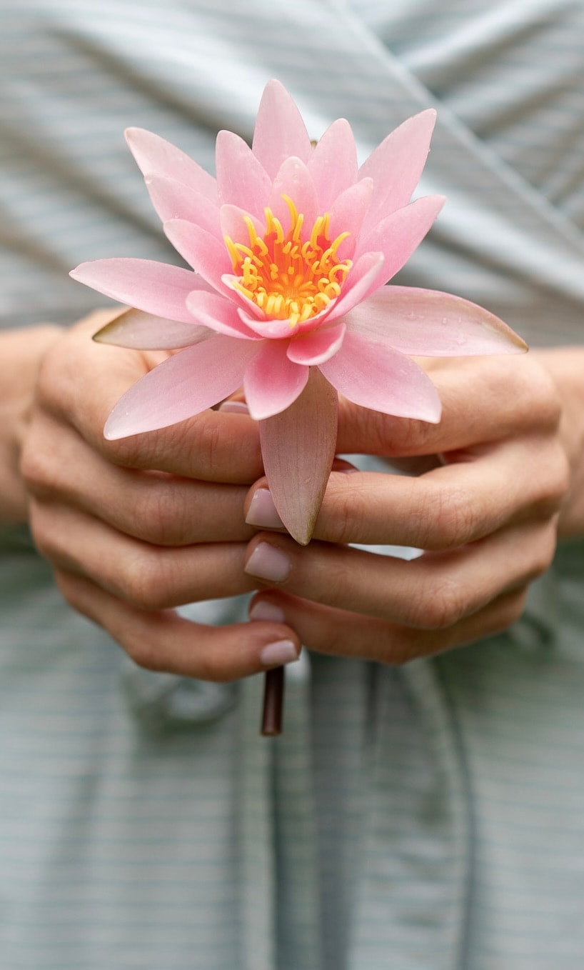 Hands gently cradling a pink lotus flower