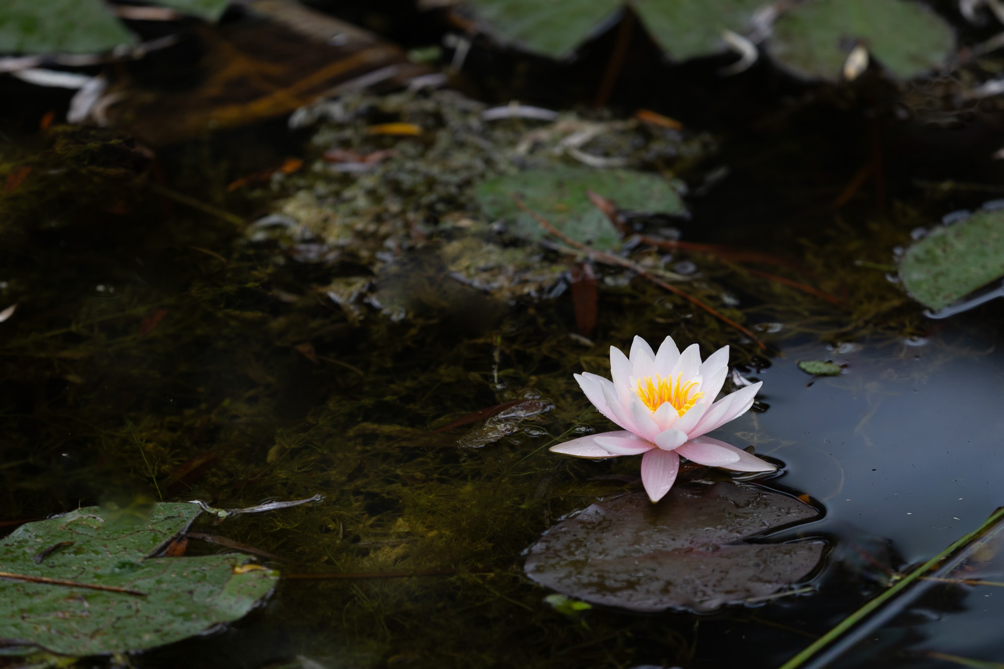 Pink water lily floating on a still pond